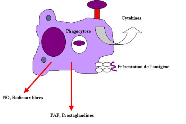 exemple de phagocytose